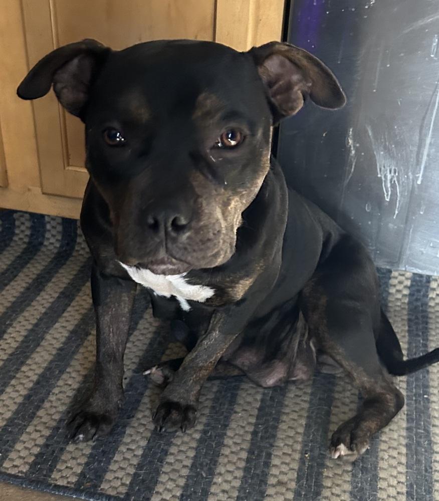 Enlarge Ruby, a Adoptable mixed breed in Plymouth, MI image 4/5