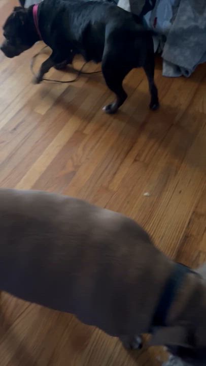 Enlarge Ruby, a Adoptable mixed breed in Plymouth, MI video 5/5