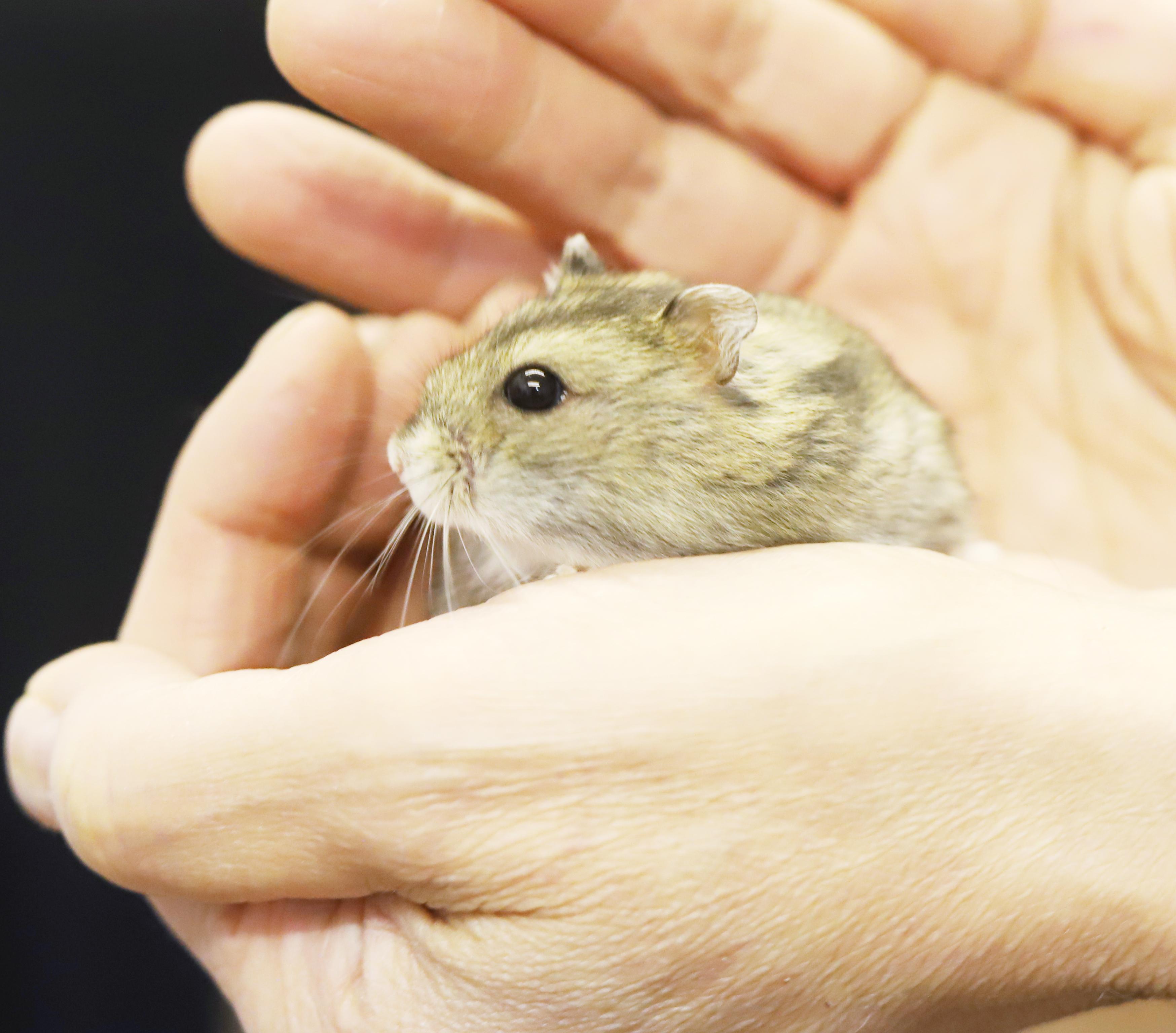 Sammy is a teeny tiny angel!  So handsome too!