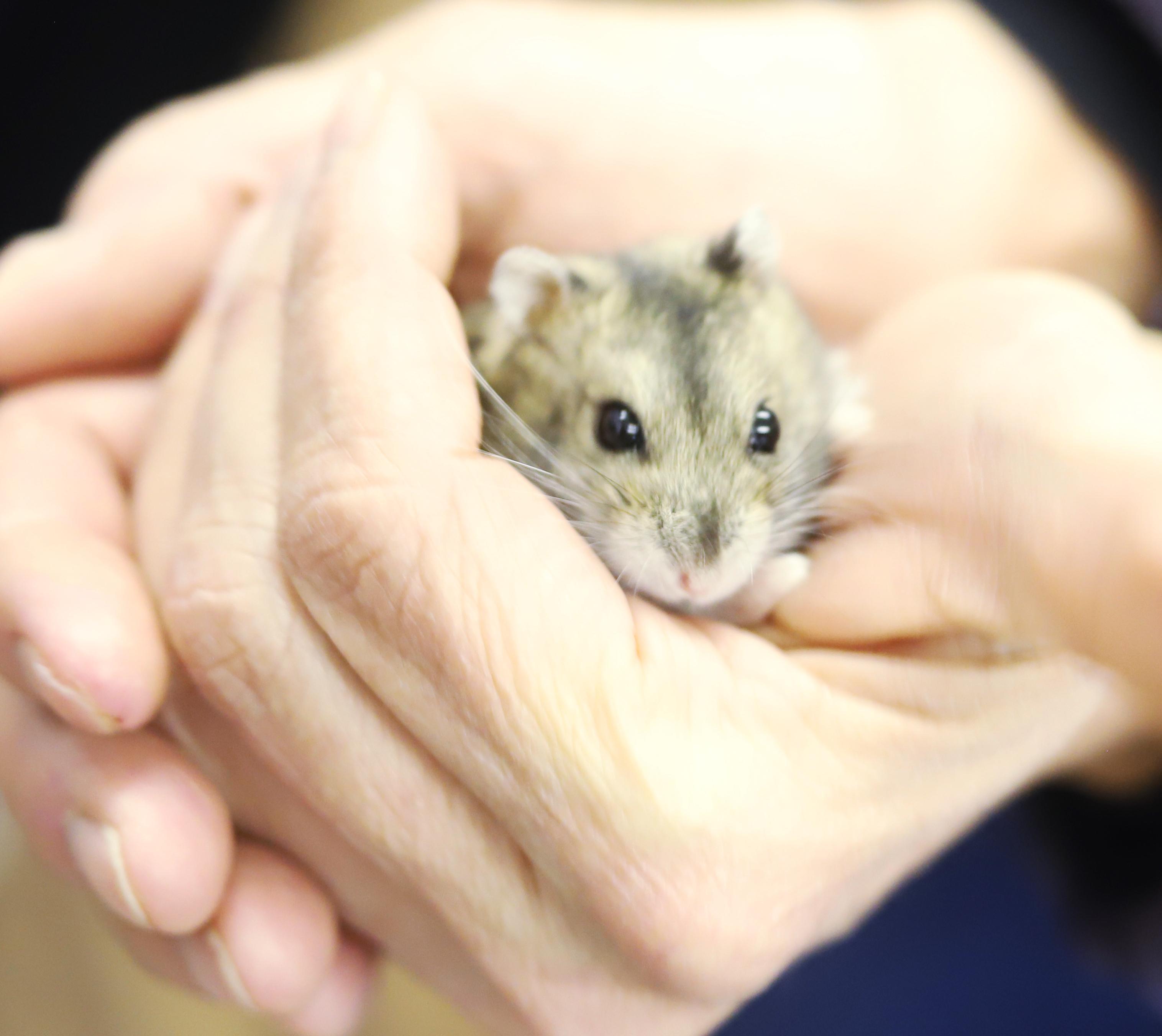 Sammy is a teeny tiny angel!  So handsome too!