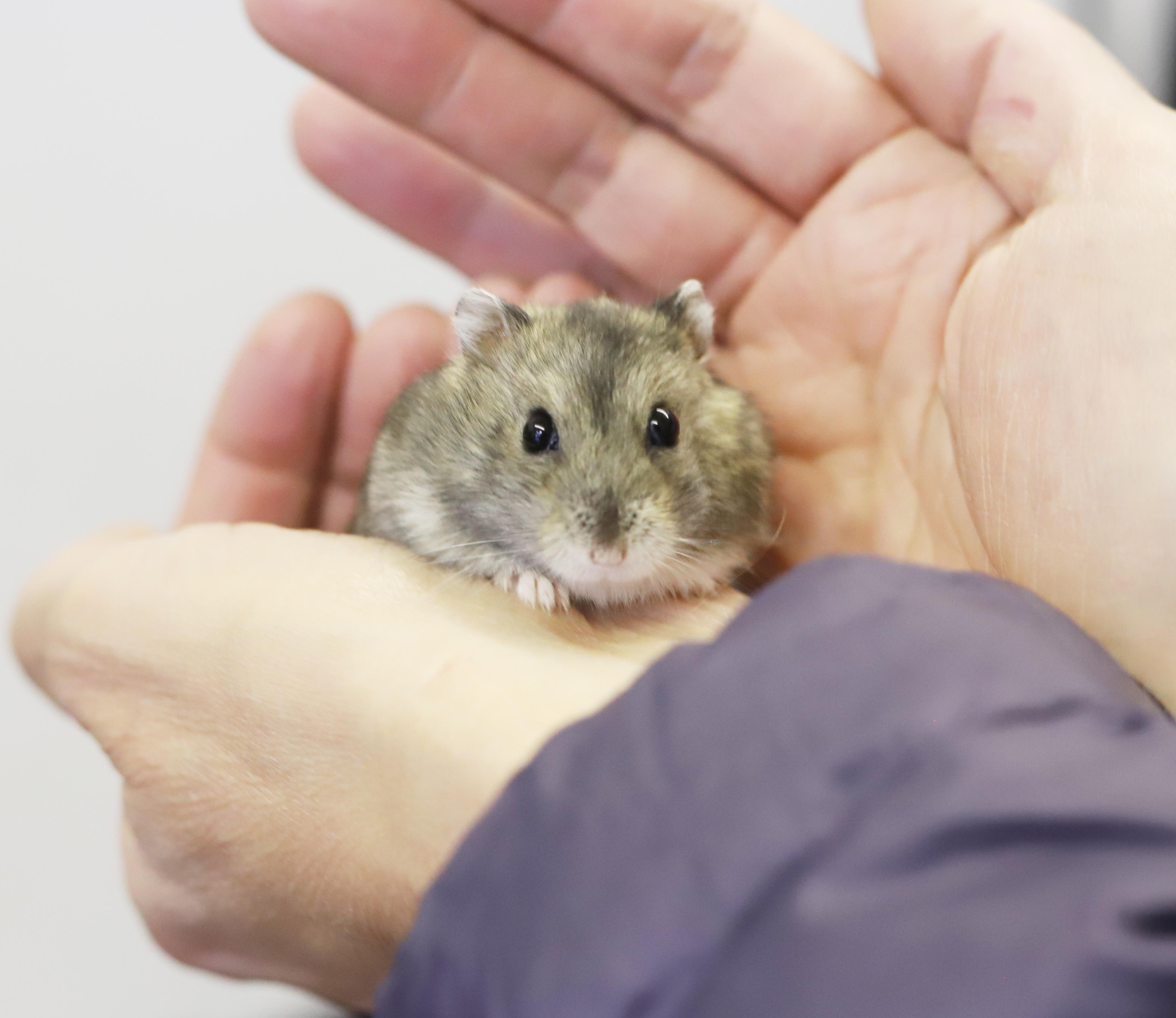 Sammy is a teeny tiny angel!  So handsome too!