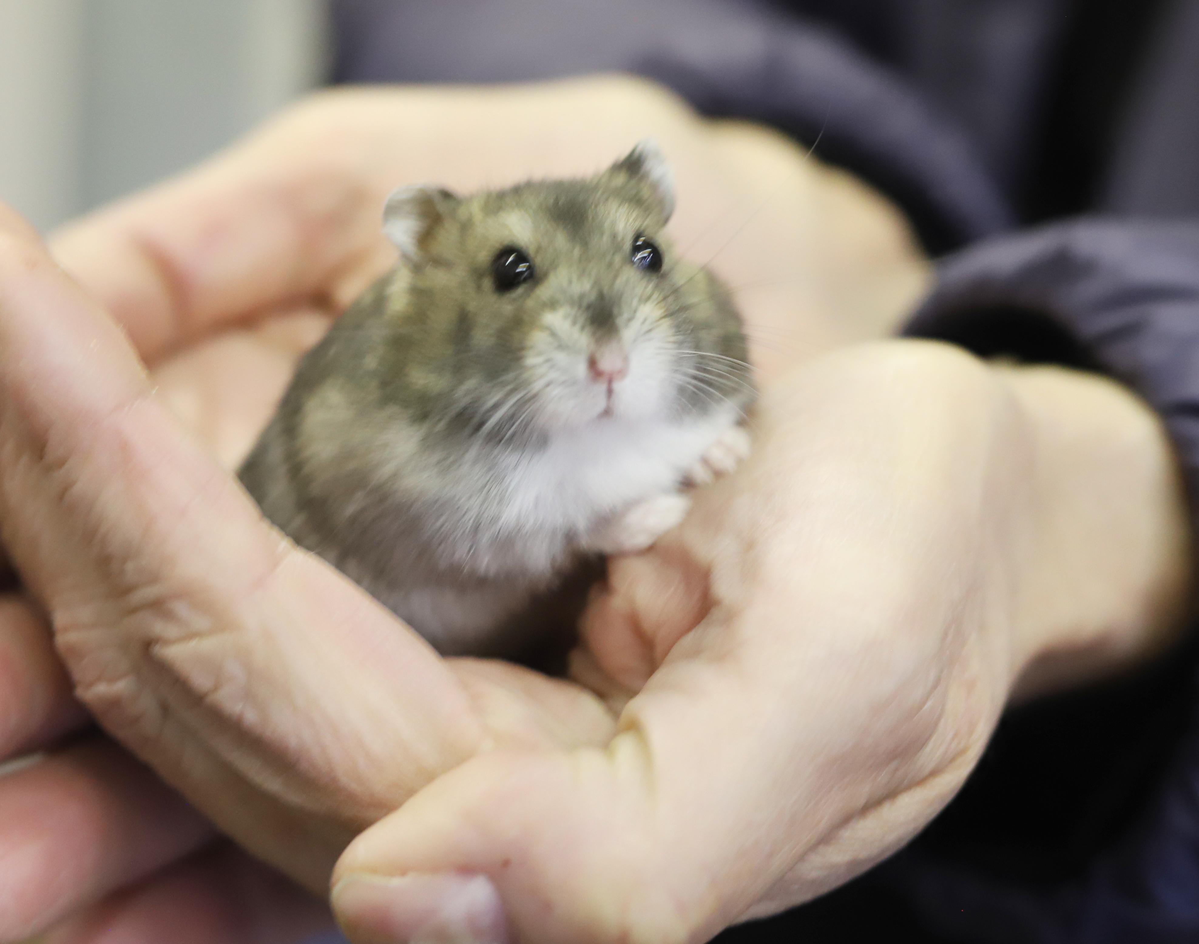 Sammy is a teeny tiny angel!  So handsome too!