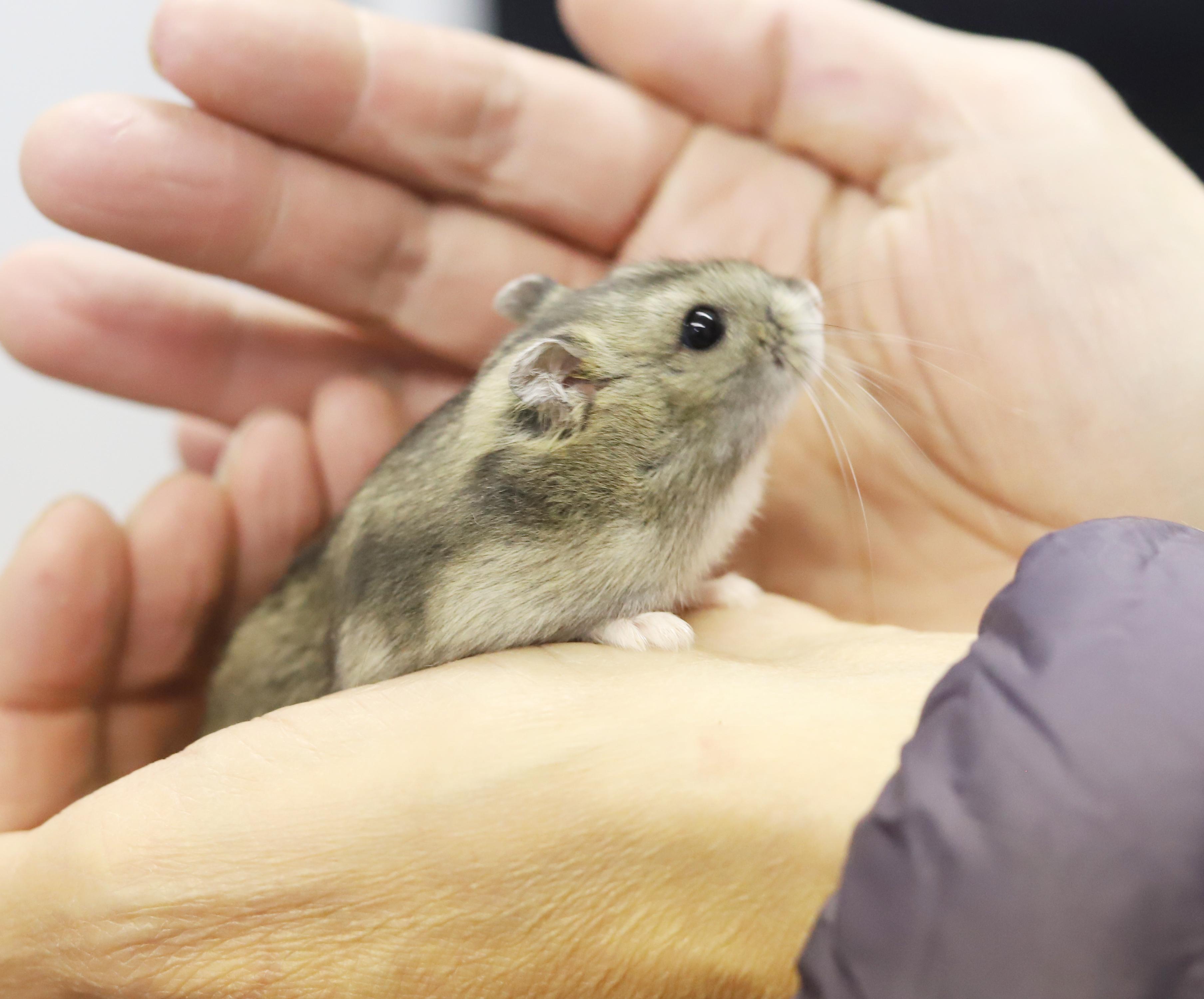 Sammy is a teeny tiny angel!  So handsome too!