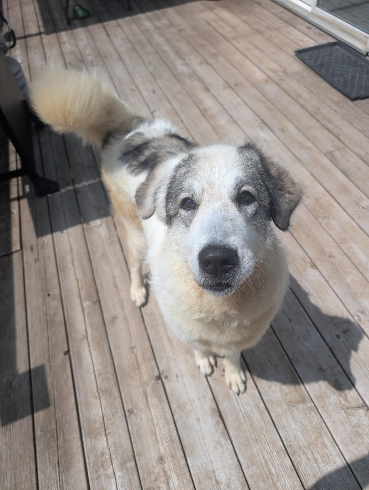 Nala, a ADOPTABLE mixed breed in Acton, ON image 2/6