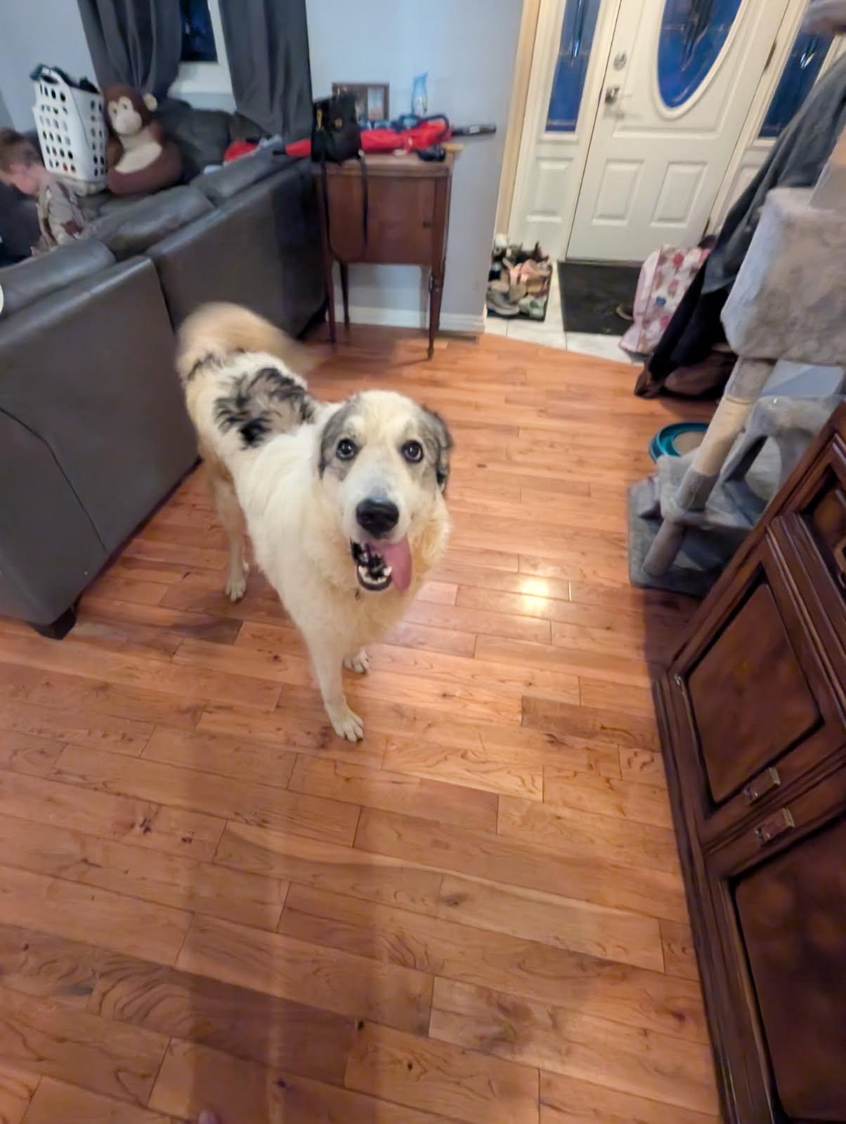 Nala, a ADOPTABLE mixed breed in Acton, ON image 5/6