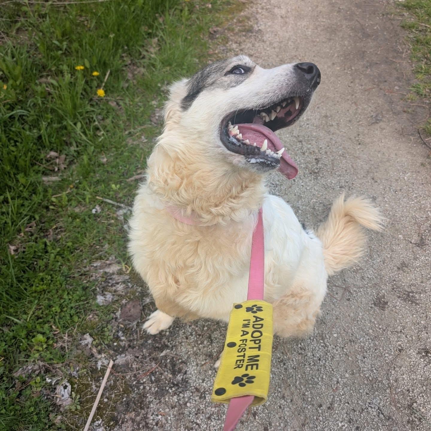 Nala, a ADOPTABLE mixed breed in Acton, ON image 3/6