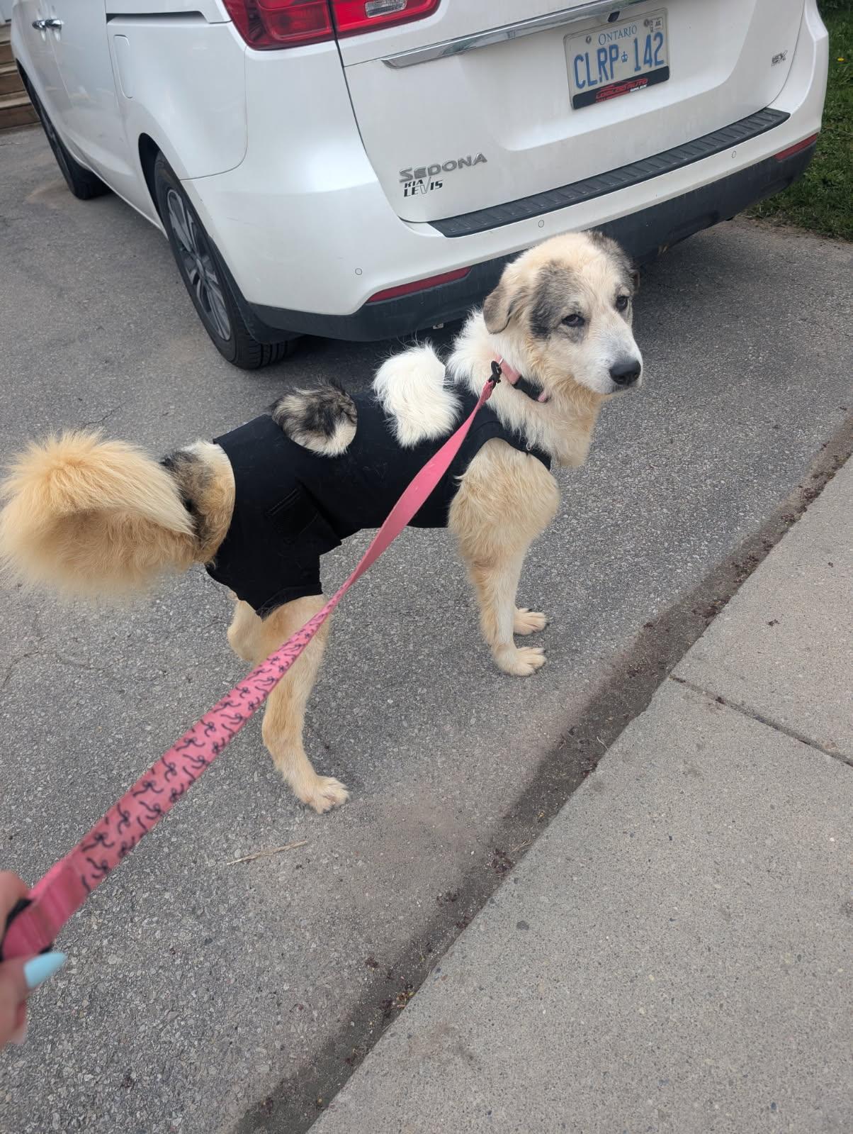 Nala, a ADOPTABLE mixed breed in Acton, ON image 4/6