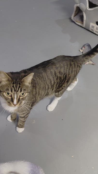 Enlarge Fonzie, a Adoptable Domestic Short Hair in Bethpage, NY video 2/4