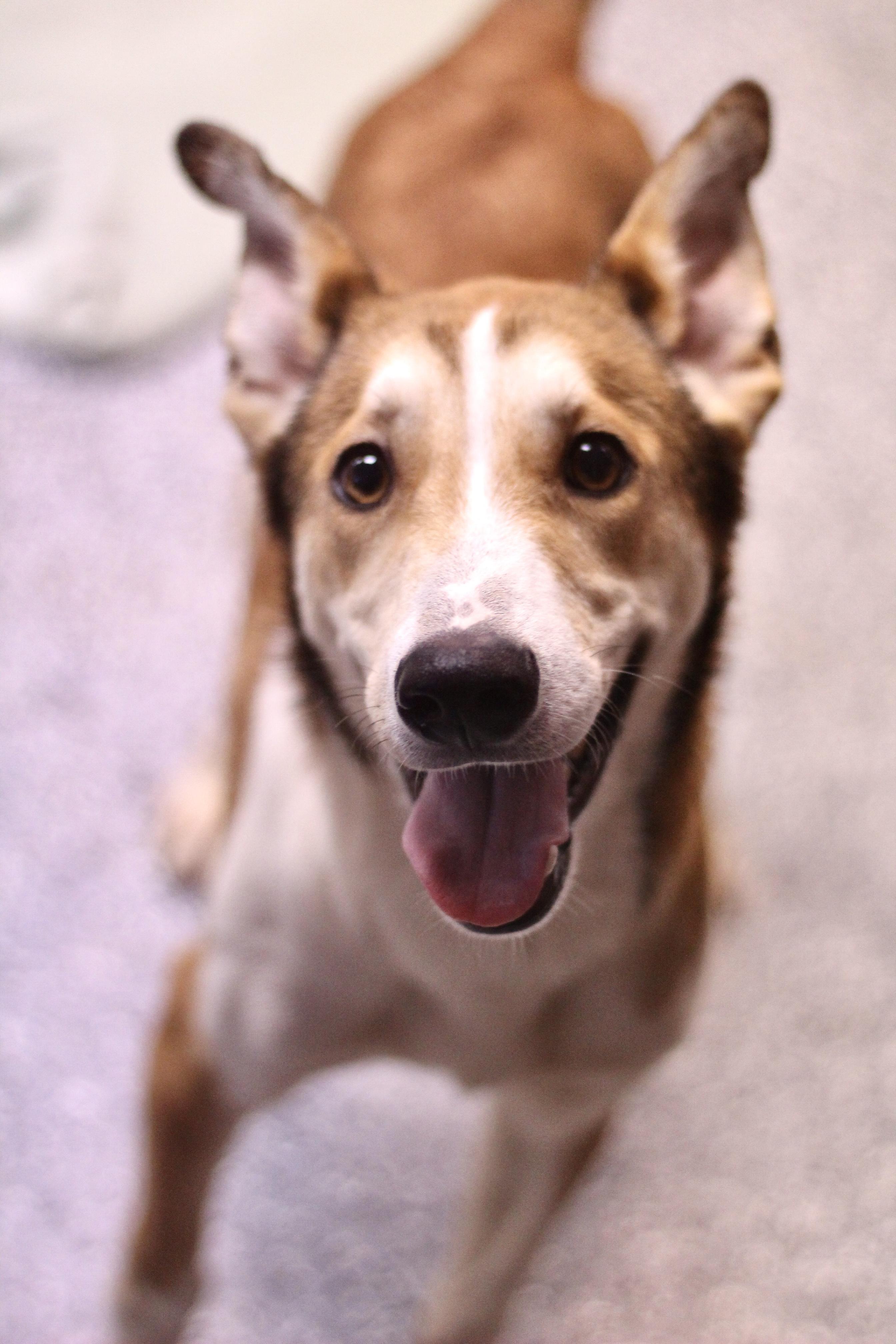 Gibbs in NH! Come Meet our Adoptable Dogs Wednesday-Saturday. More info in Bio!