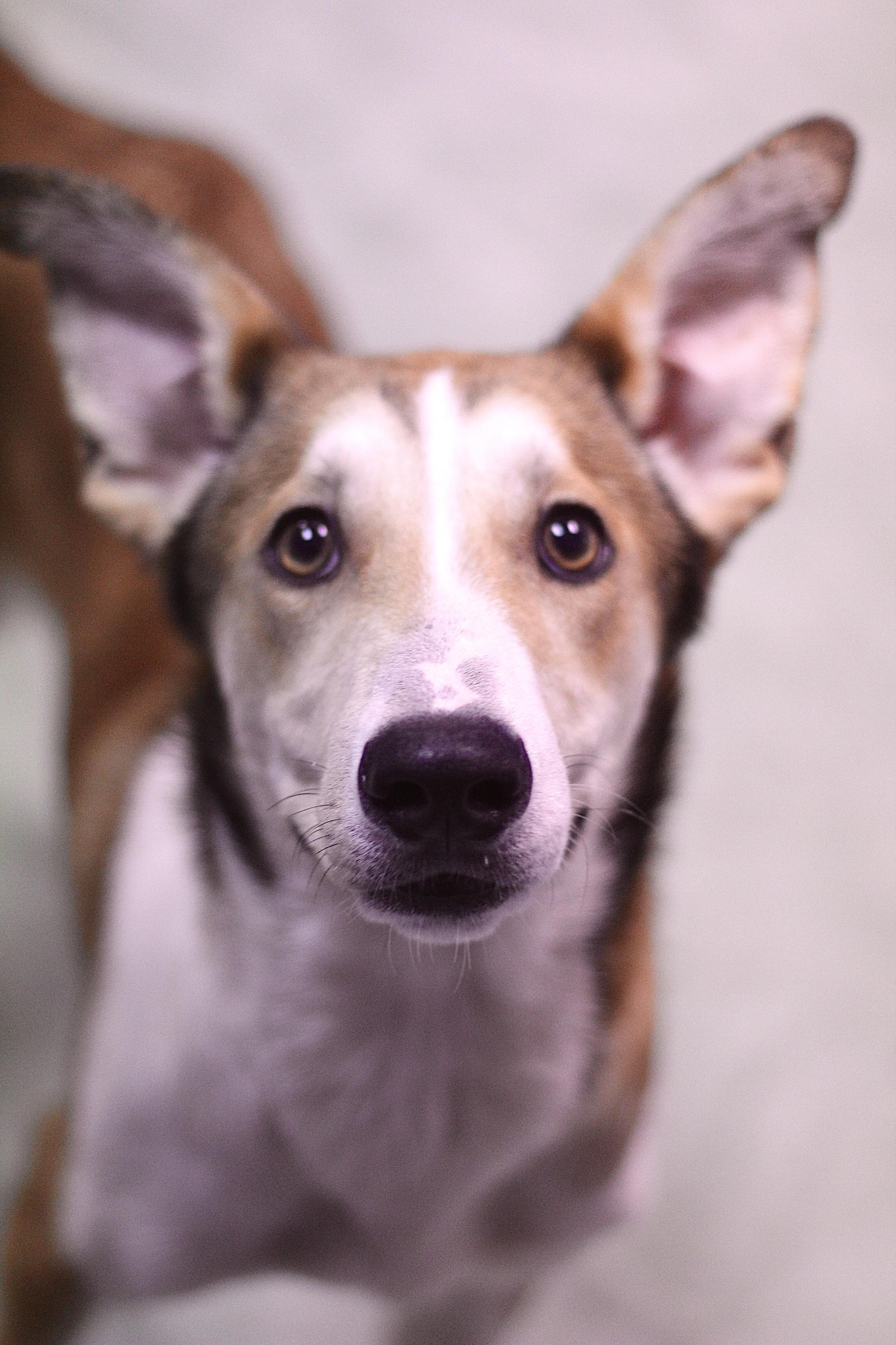 Gibbs in NH! Come Meet our Adoptable Dogs Wednesday-Saturday. More info in Bio!