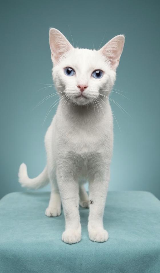 Enlarge Pingo - Sister of Pongo, a Adoptable mixed breed in Houston, TX image 2/5