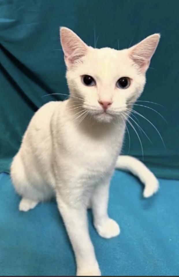 Enlarge Pingo - Sister of Pongo, a Adoptable mixed breed in Houston, TX image 4/5