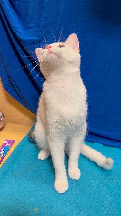 Enlarge Pingo - Sister of Pongo, a Adoptable mixed breed in Houston, TX video 3/5