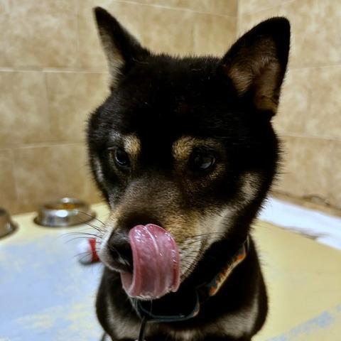 Quigley, Adoptable, Adult Male Mixed Breed.