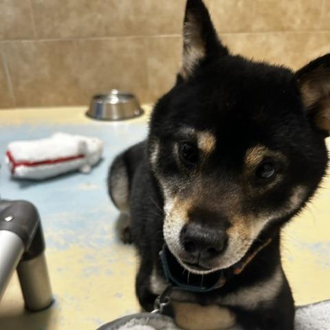 Enlarge Quigley, a Adoptable Mixed Breed in Poplar Bluff, MO image 2/5