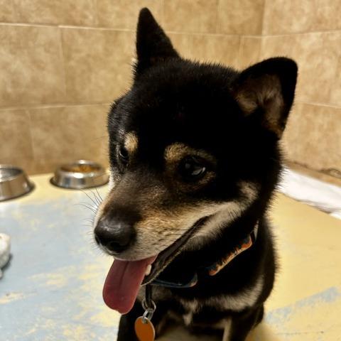 Enlarge Quigley, a Adoptable Mixed Breed in Poplar Bluff, MO image 3/5