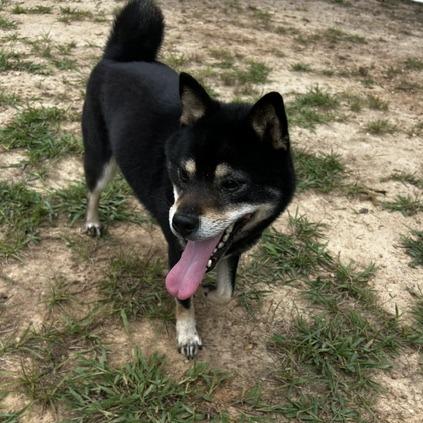 Enlarge Quigley, a Adoptable Mixed Breed in Poplar Bluff, MO image 4/5