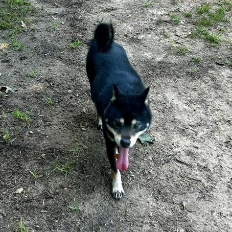 Enlarge Quigley, a Adoptable Mixed Breed in Poplar Bluff, MO image 5/5