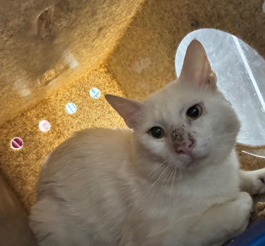 Phantom semiferal, Adoptable, Young Male Domestic Short Hair.