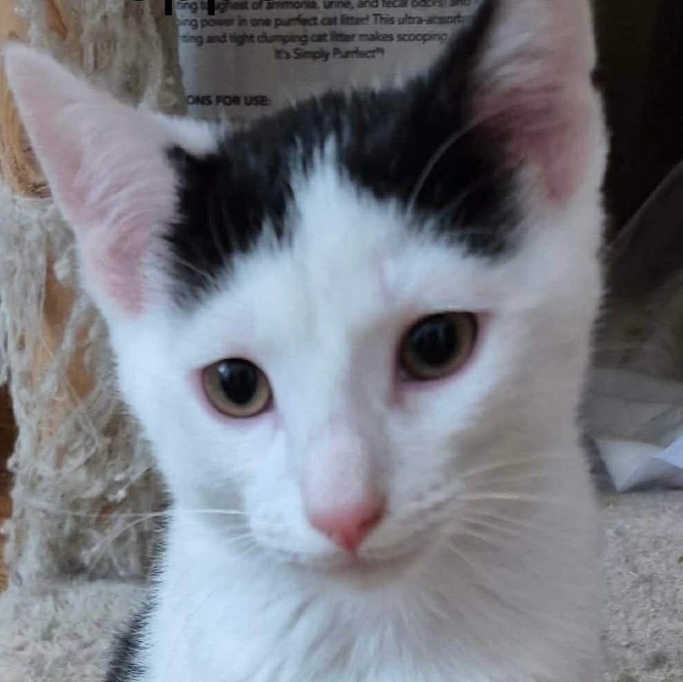 Enlarge Zeppelin, a Adoptable Domestic Short Hair in Livonia, MI image 1/2