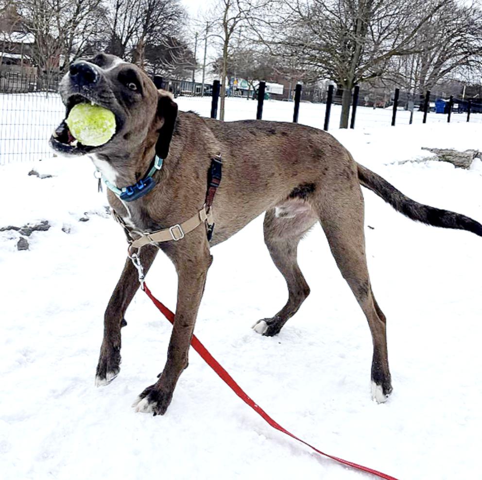 Enlarge Fleki, a Adoptable mixed breed in Johnston, RI image 5/6