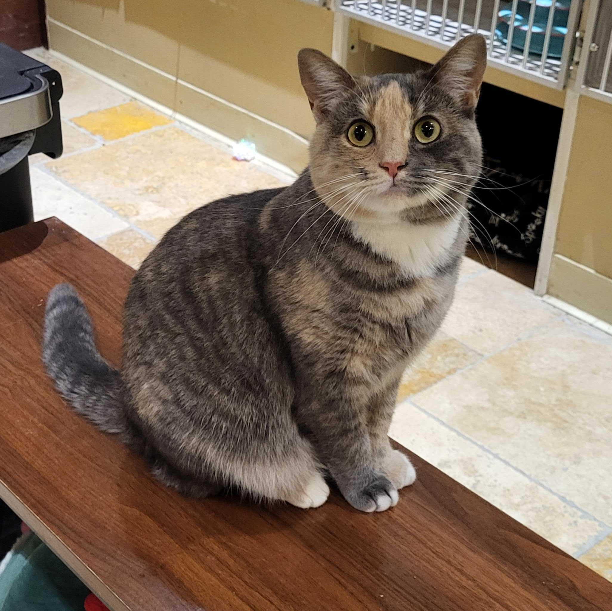 Enlarge Phoebe, a Adoptable Domestic Short Hair in East Brunswick, NJ image 6/6