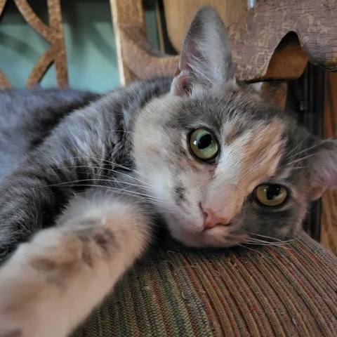 Enlarge Phoebe, a Adoptable Domestic Short Hair in East Brunswick, NJ image 4/6