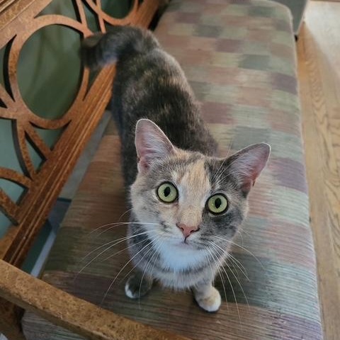 Enlarge Phoebe, a Adoptable Domestic Short Hair in East Brunswick, NJ image 5/6