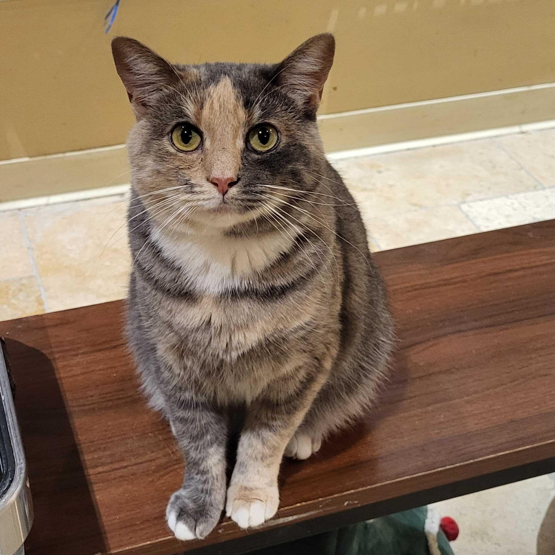 Phoebe, Adoptable, Young Female Domestic Short Hair.