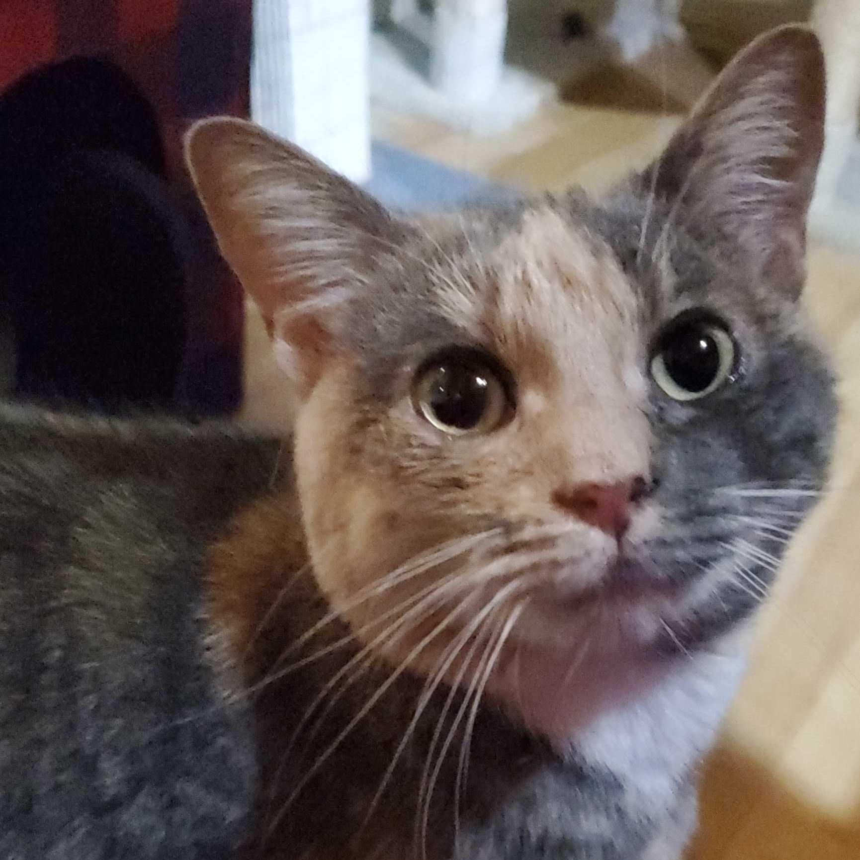 Enlarge Phoebe, a Adoptable Domestic Short Hair in East Brunswick, NJ image 3/6