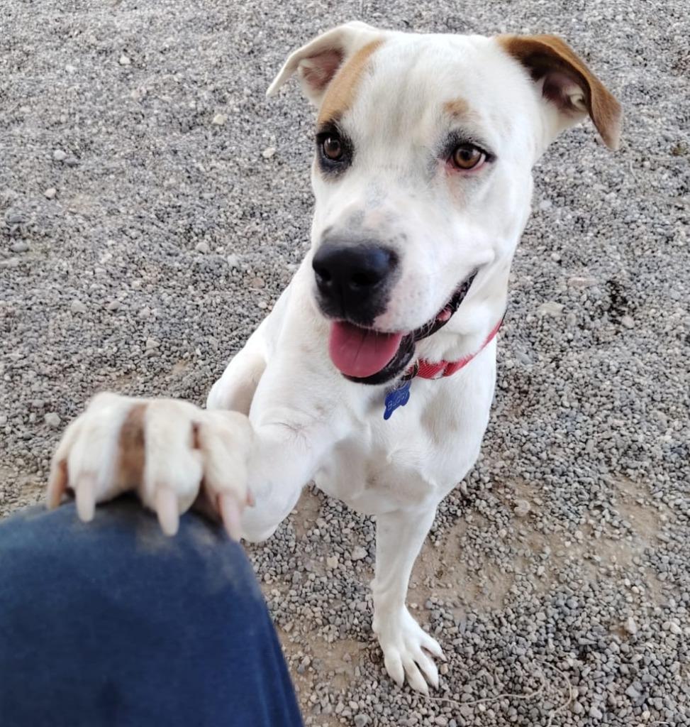 Buddy — thumbnail 4