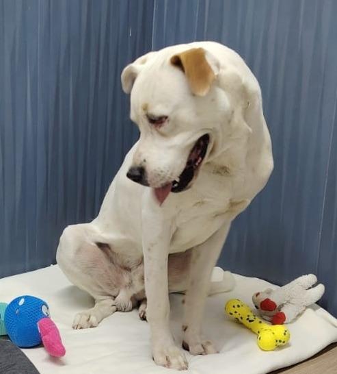 Buddy — thumbnail 5