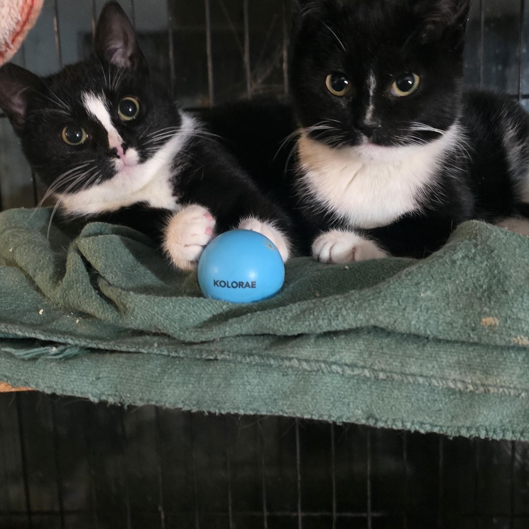 PEPIA & MAGPIE, a ADOPTABLE Domestic Short Hair in Eastlake, OH image 3/3
