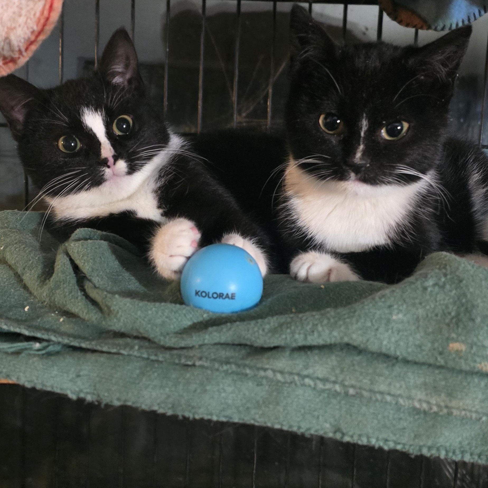 PEPIA & MAGPIE, a ADOPTABLE Domestic Short Hair in Eastlake, OH image 1/3
