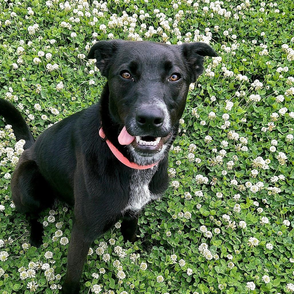 Enlarge Cookie, a Adoptable mixed breed in Ponca City, OK image 1/6