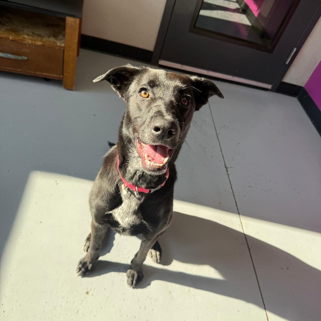 Cookie, Adoptable, Young Female Mixed Breed.