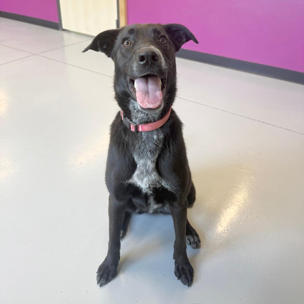 Cookie, Adoptable, Young Female Mixed Breed & Mixed Breed.
