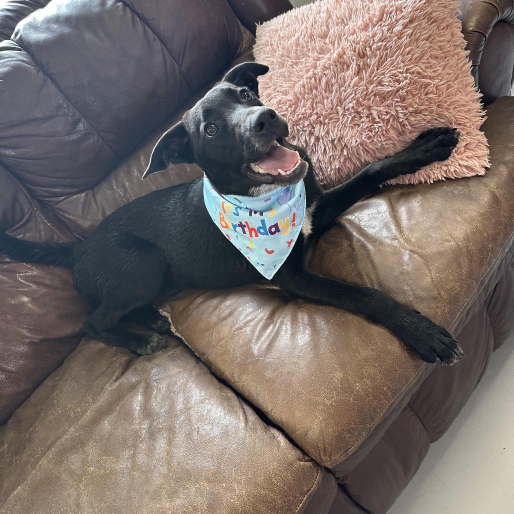 Cookie, a Adoptable mixed breed in Ponca City, OK image 1/6