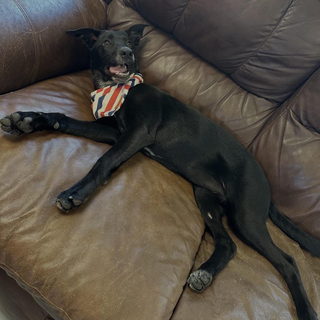 Cookie, Adoptable, Young Female Mixed Breed.