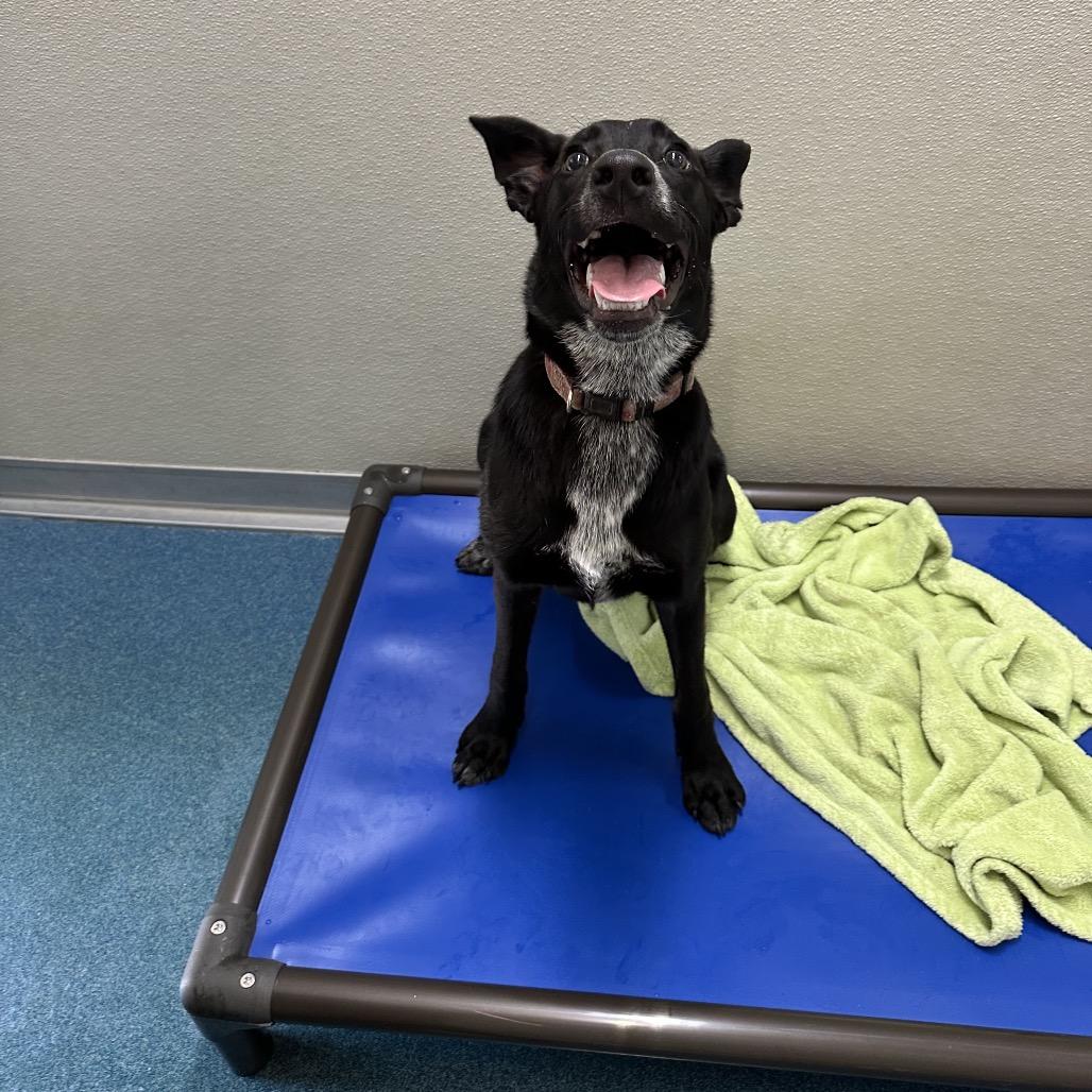 Cookie, a Adoptable mixed breed in Ponca City, OK image 3/6