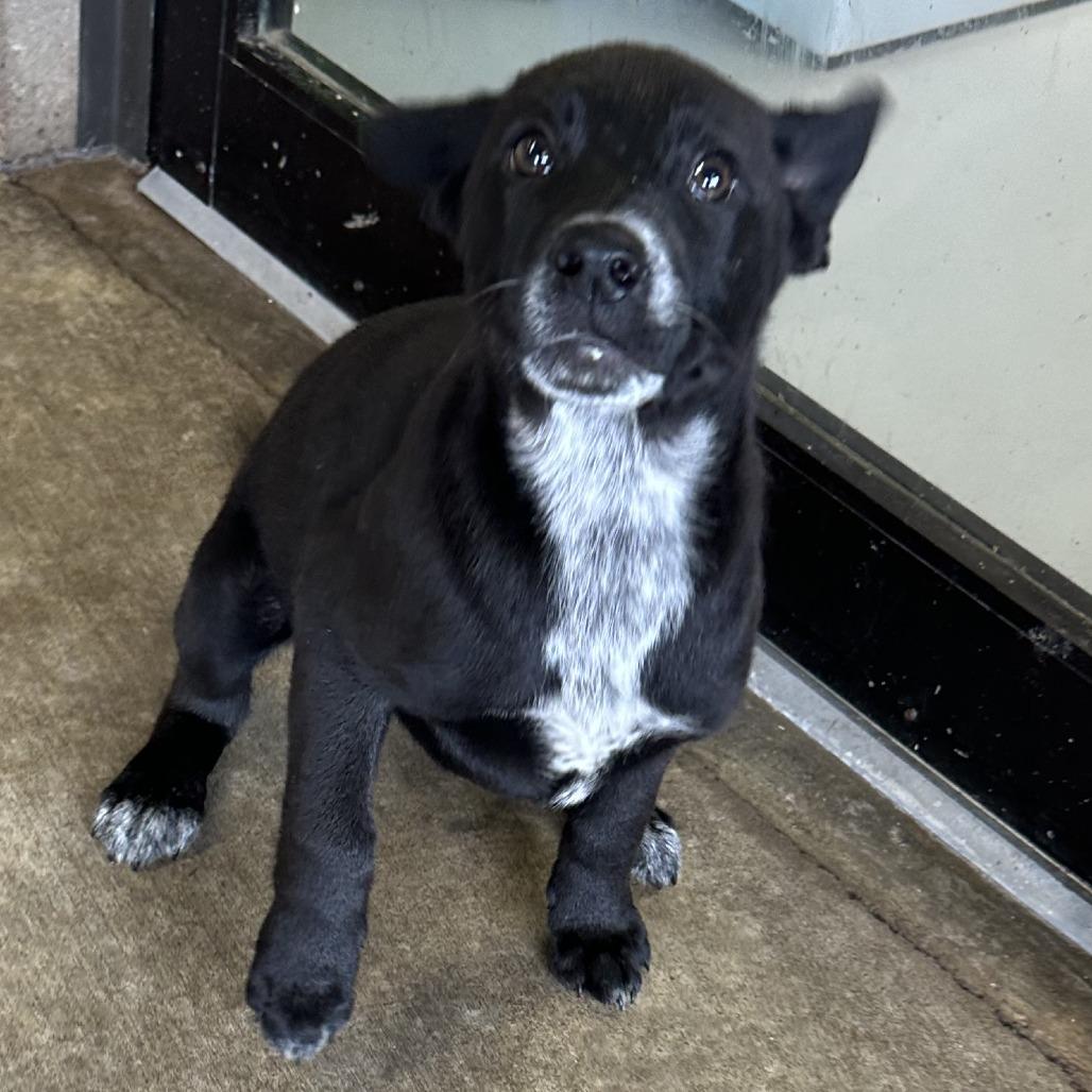 Cookie, a Adoptable mixed breed in Ponca City, OK image 4/6
