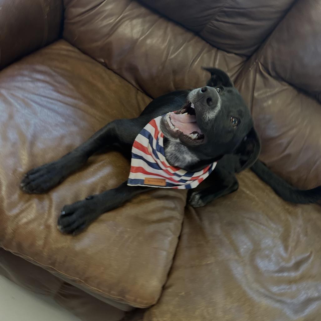 Cookie, a Adoptable mixed breed in Ponca City, OK image 5/6