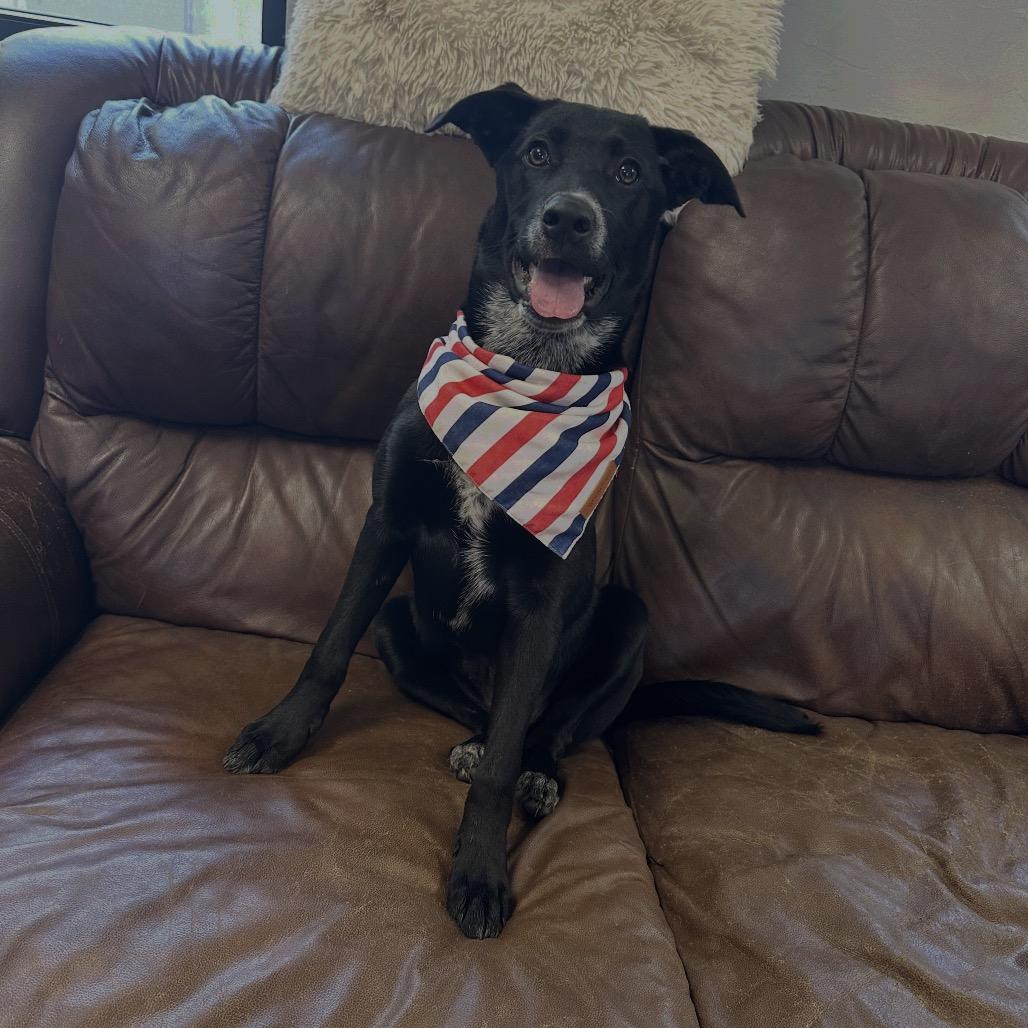 Cookie, a Adoptable mixed breed in Ponca City, OK image 6/6