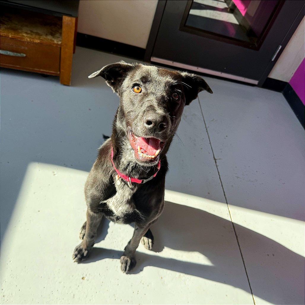 Enlarge Cookie, a Adoptable mixed breed in Ponca City, OK image 6/6