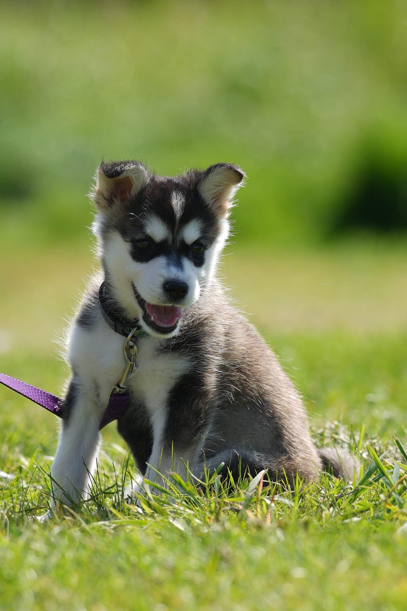 Enlarge Juno, a ADOPTABLE mixed breed in Exshaw, AB image 1/1
