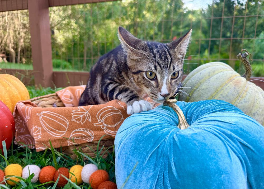 Ceaser, Adoptable, Young Male Domestic Short Hair.