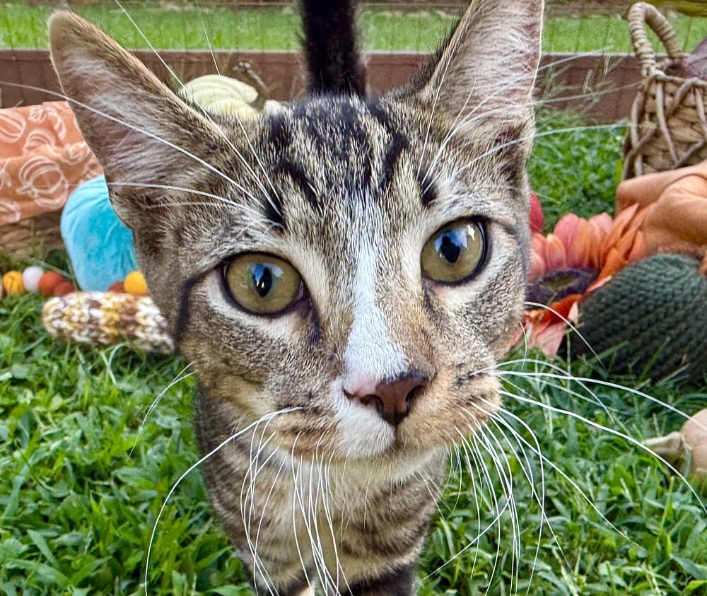Enlarge Ceaser, a Adoptable mixed breed in Statesville, NC image 2/4
