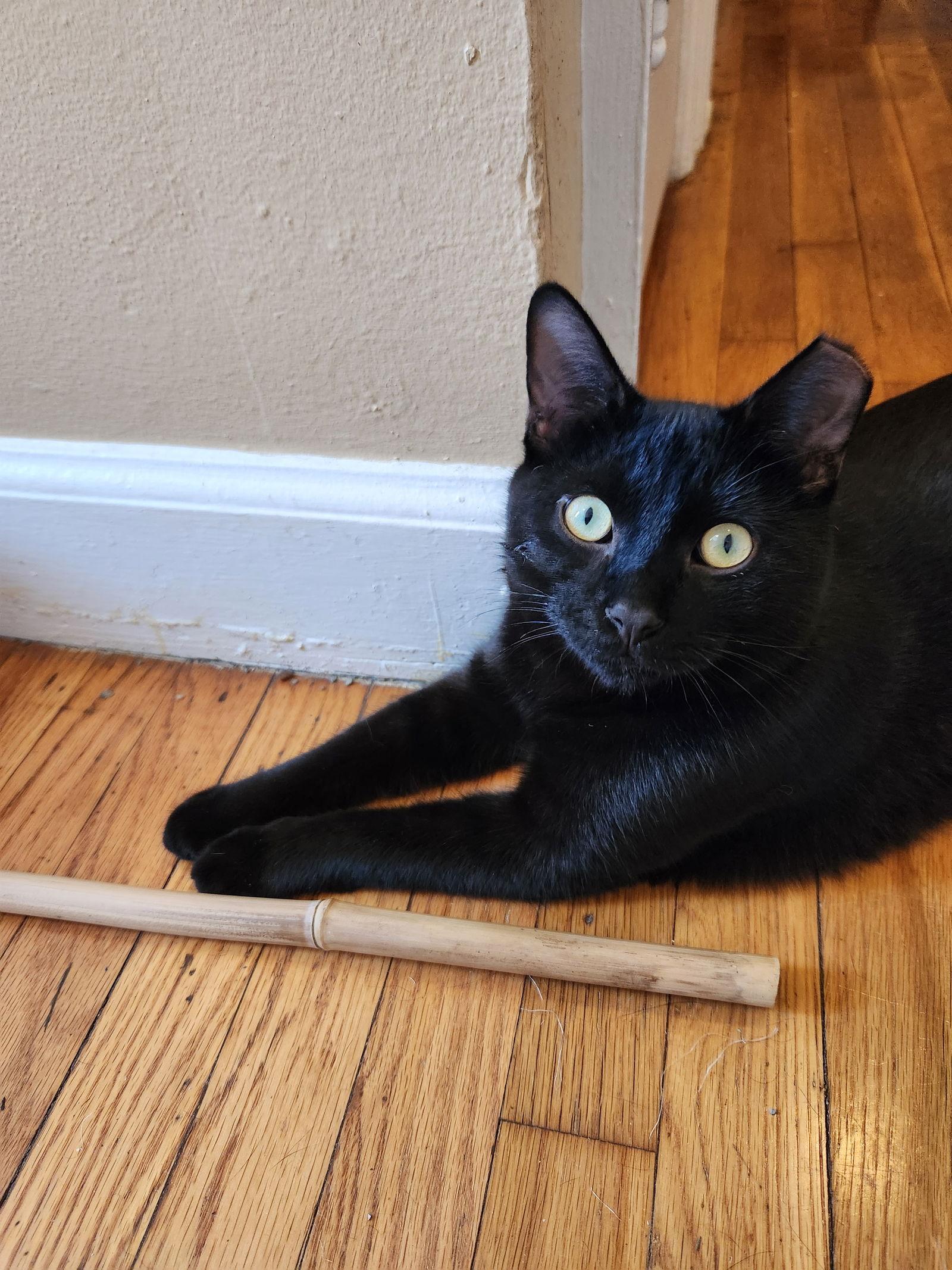 Uncle & Pinkie- Courtesy post, Adoptable, Young Male Domestic Short Hair.