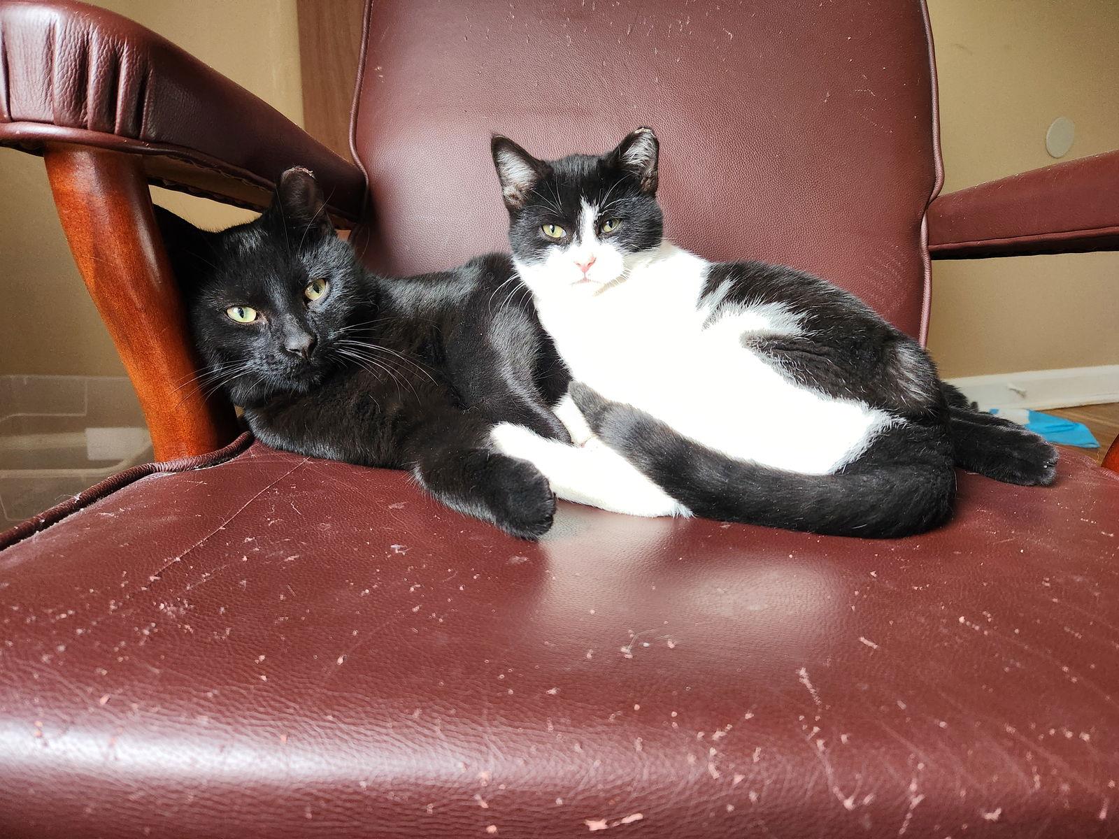 Enlarge Uncle & Pinkie- Courtesy post, a Adoptable Domestic Short Hair in Utica, MI image 2/3