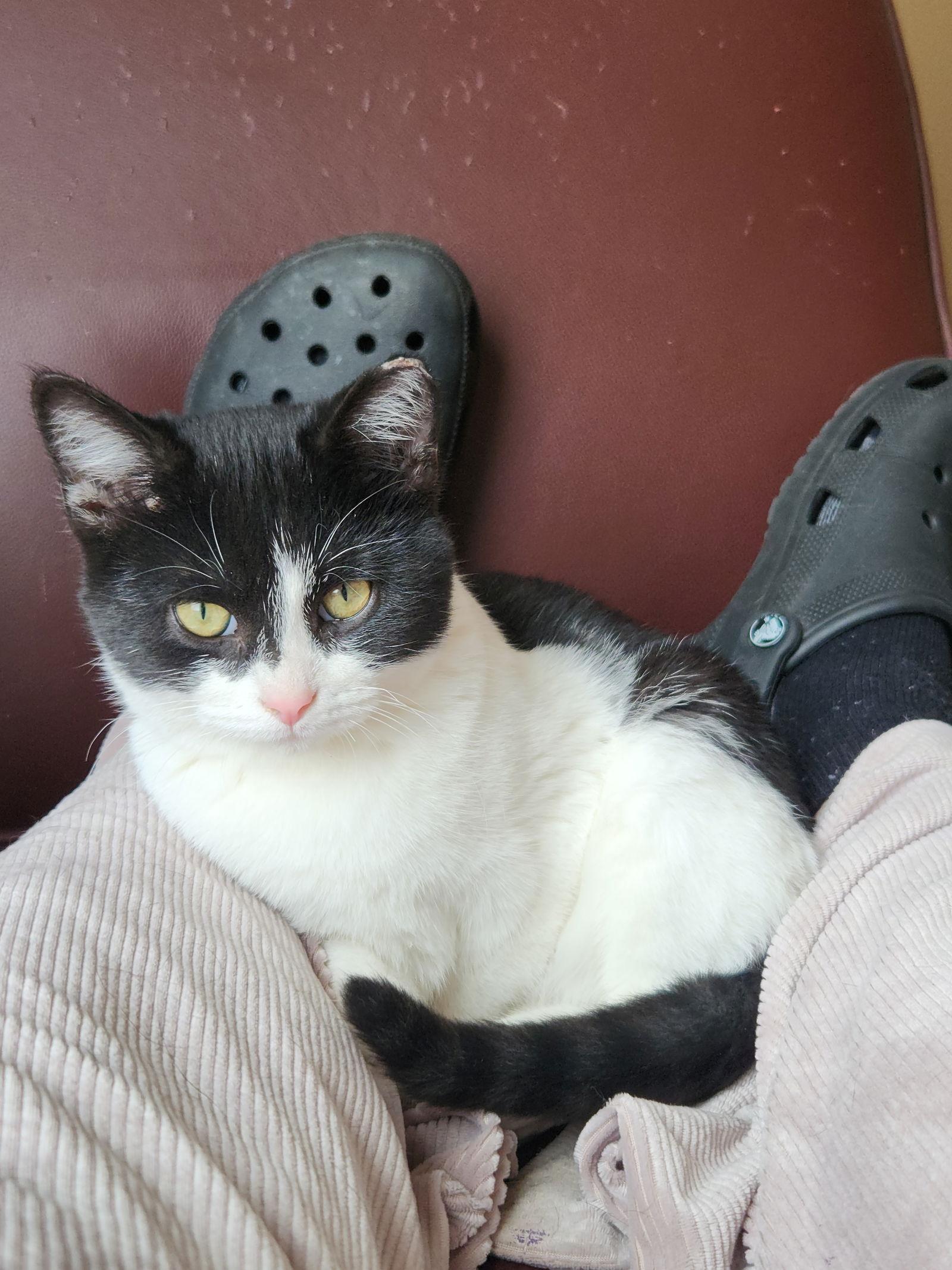 Enlarge Uncle & Pinkie- Courtesy post, a Adoptable Domestic Short Hair in Utica, MI image 3/3